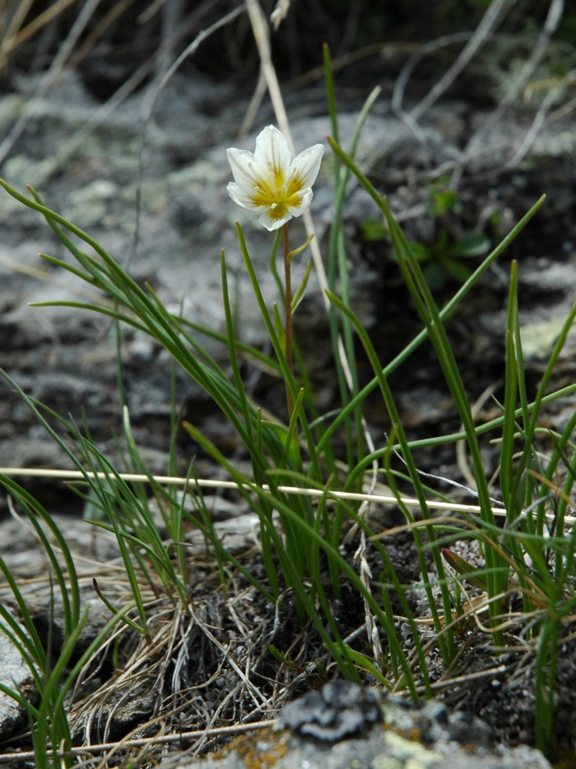 Lloydia serotina / Falangio alpino